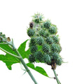photoroom_20240105_195621
