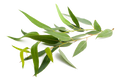LemonEucalyptus_1024x