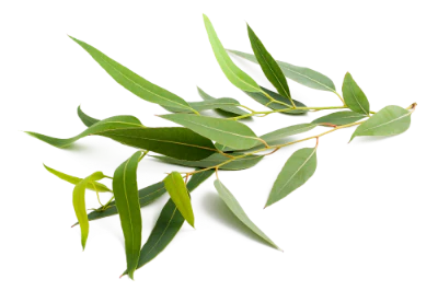 LemonEucalyptus_1024x