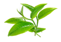 TeaTree1_1120x