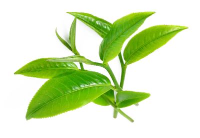TeaTree1_1120x