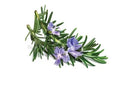 rosemary oil